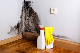 Why You Should Choose Our Mold Remediation Services in Grants, NM